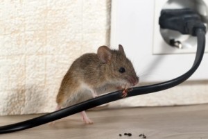 Mice Control, Pest Control in Dartford, Crayford, DA1. Call Now 020 8166 9746